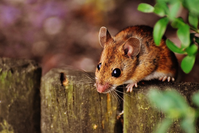 a mouse climbing over wood slats